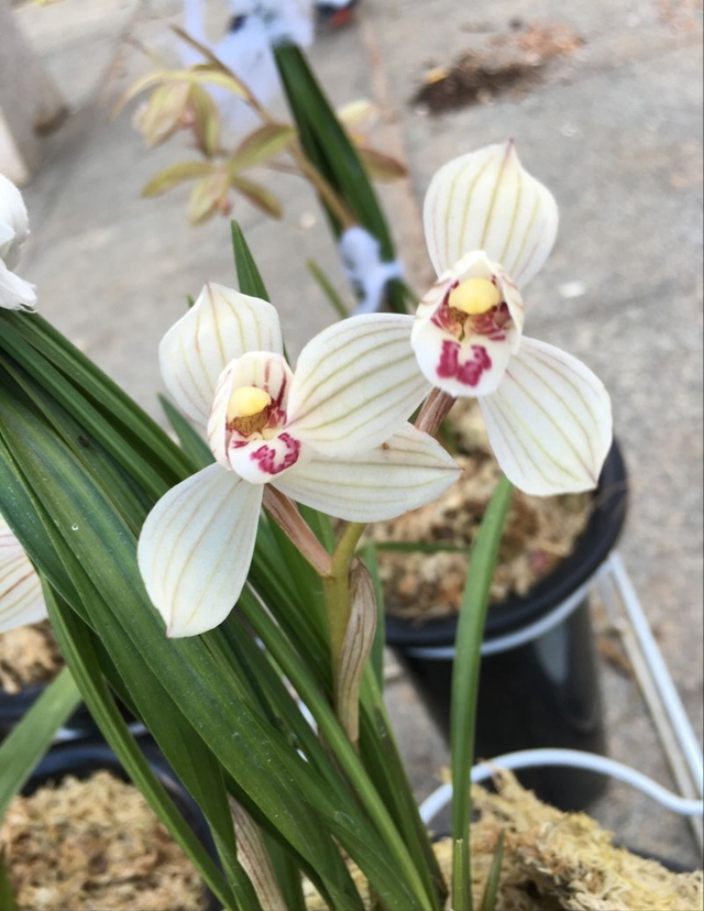 莲瓣名品"双喜荷",花开大气,一茎双花,清香怡人,养兰首选