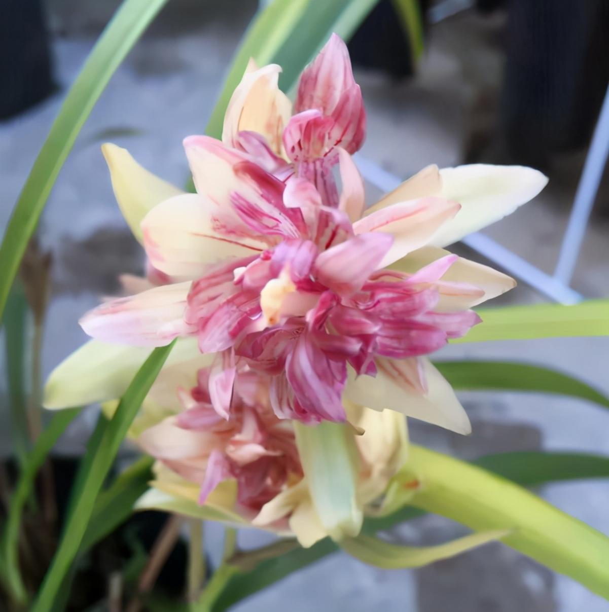 我国精品兰花——富山奇蝶,重瓣兰花,花开美丽,兰香浓郁