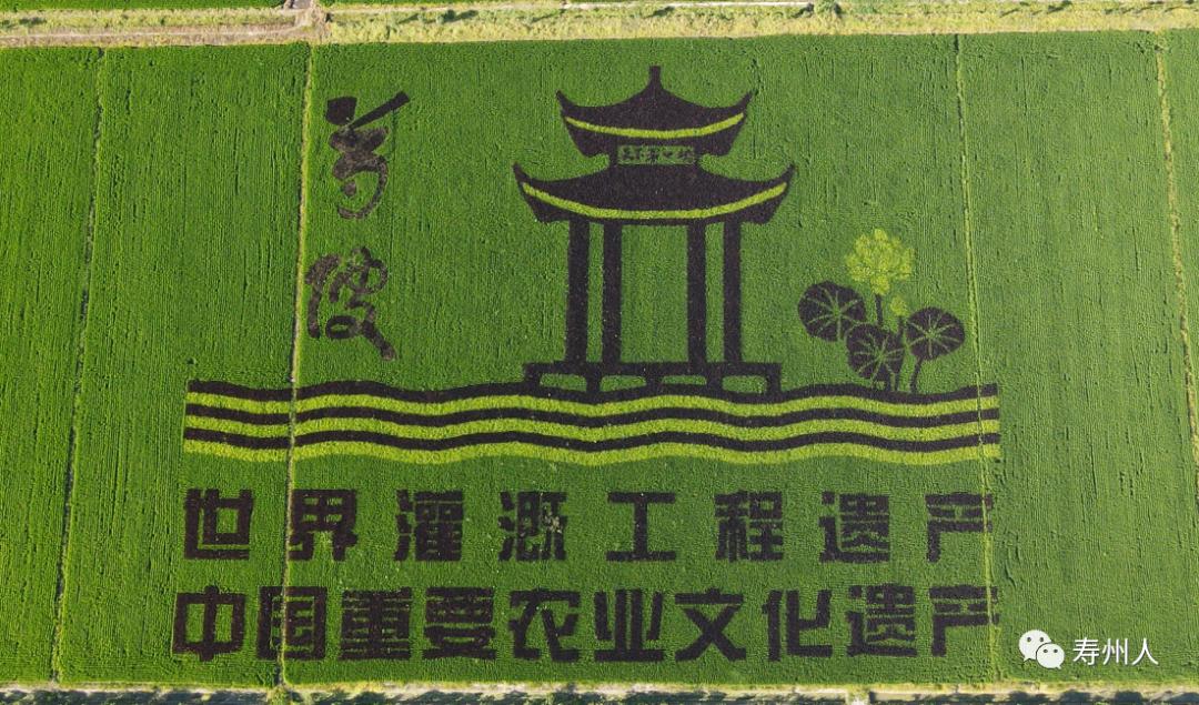 寿县"天下第一塘"再现绝美"网红"稻田画,你打卡了吗?