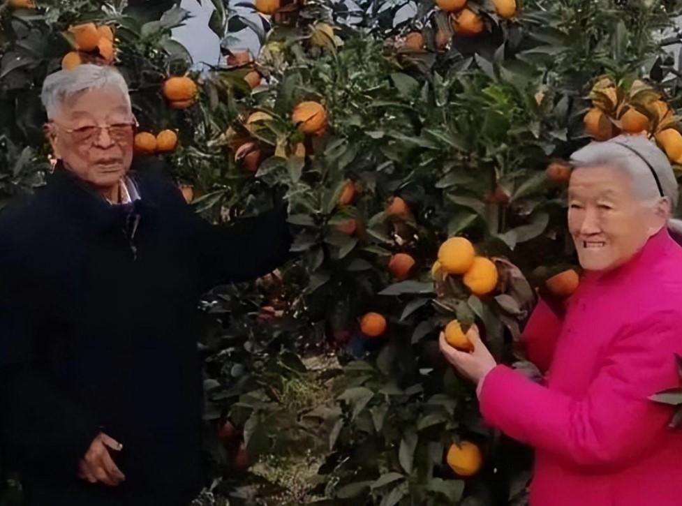 褚时健女儿监狱轻生74岁创业挣上亿家产晚年砍37万棵果树