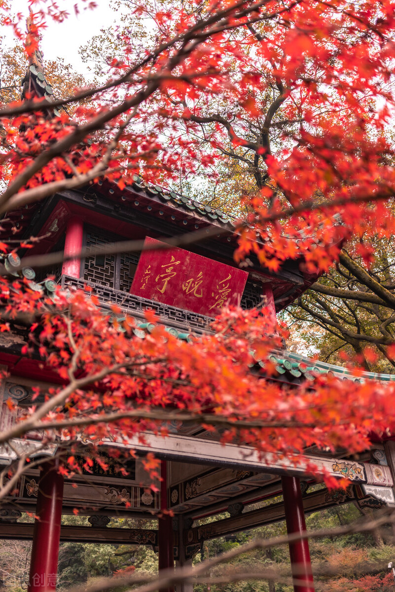 岳麓山枫叶图片