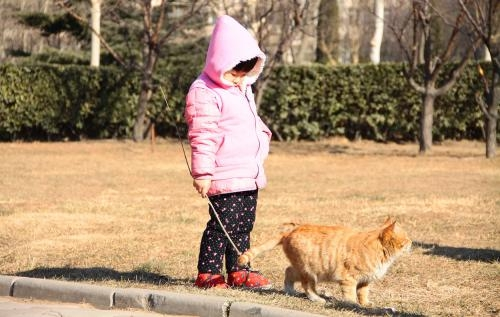 大家都遛狗,为什么没有人遛猫?