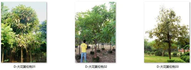 植物图片大全（各种植物图片及名称） 第70张