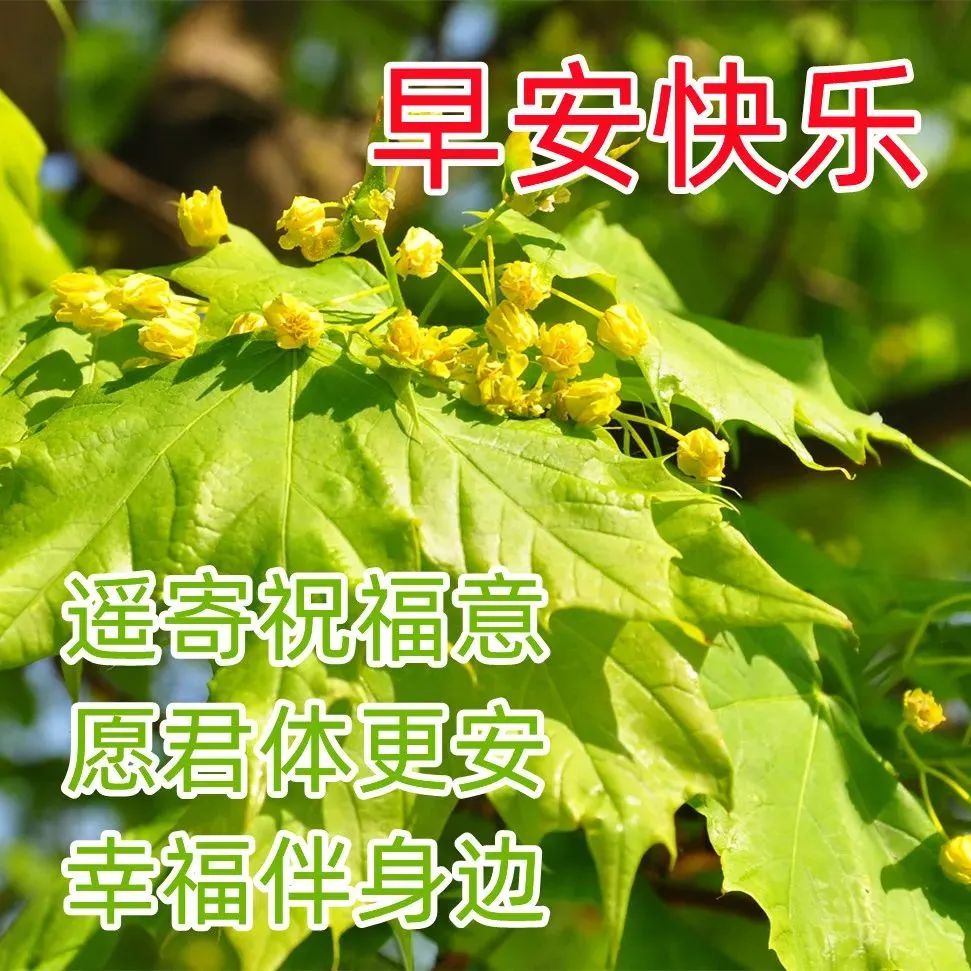 最新版漂亮表情问候祝福语美图,早上问候朋友早上好表情带字