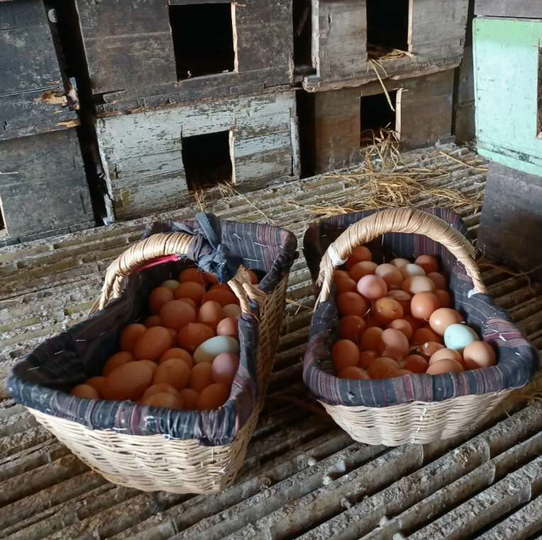 土鸡蛋农家散养跑山鸡蛋(多多~之莱耩园)谷物草鸡蛋