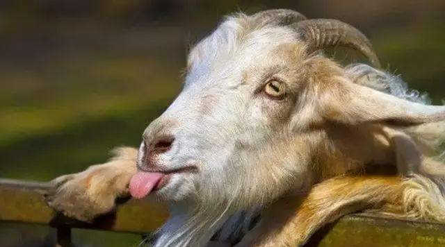 世界上变态的动物刑法,山羊舔脚,罪犯竟被活活笑死