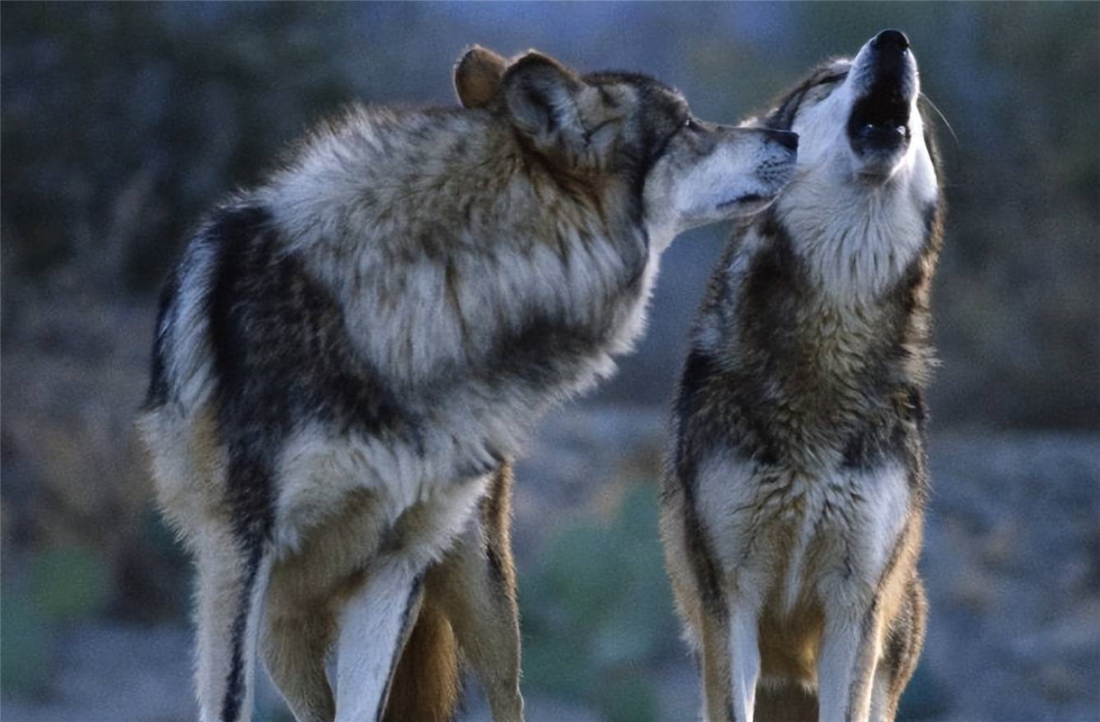 呼伦贝尔出现一对狼,母狼被猎人抓走,公狼尾随到牧场,咬死猎狗