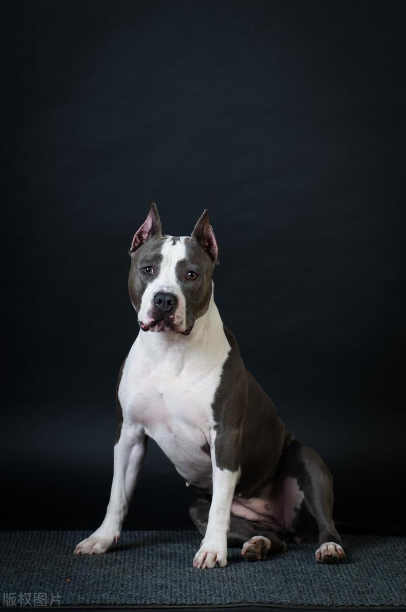 斗牛犬和恶霸犬有什么区别
