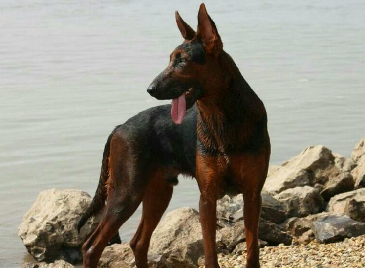 "莱州红犬"明明很优秀,为什么少人养?大概是这些原因!