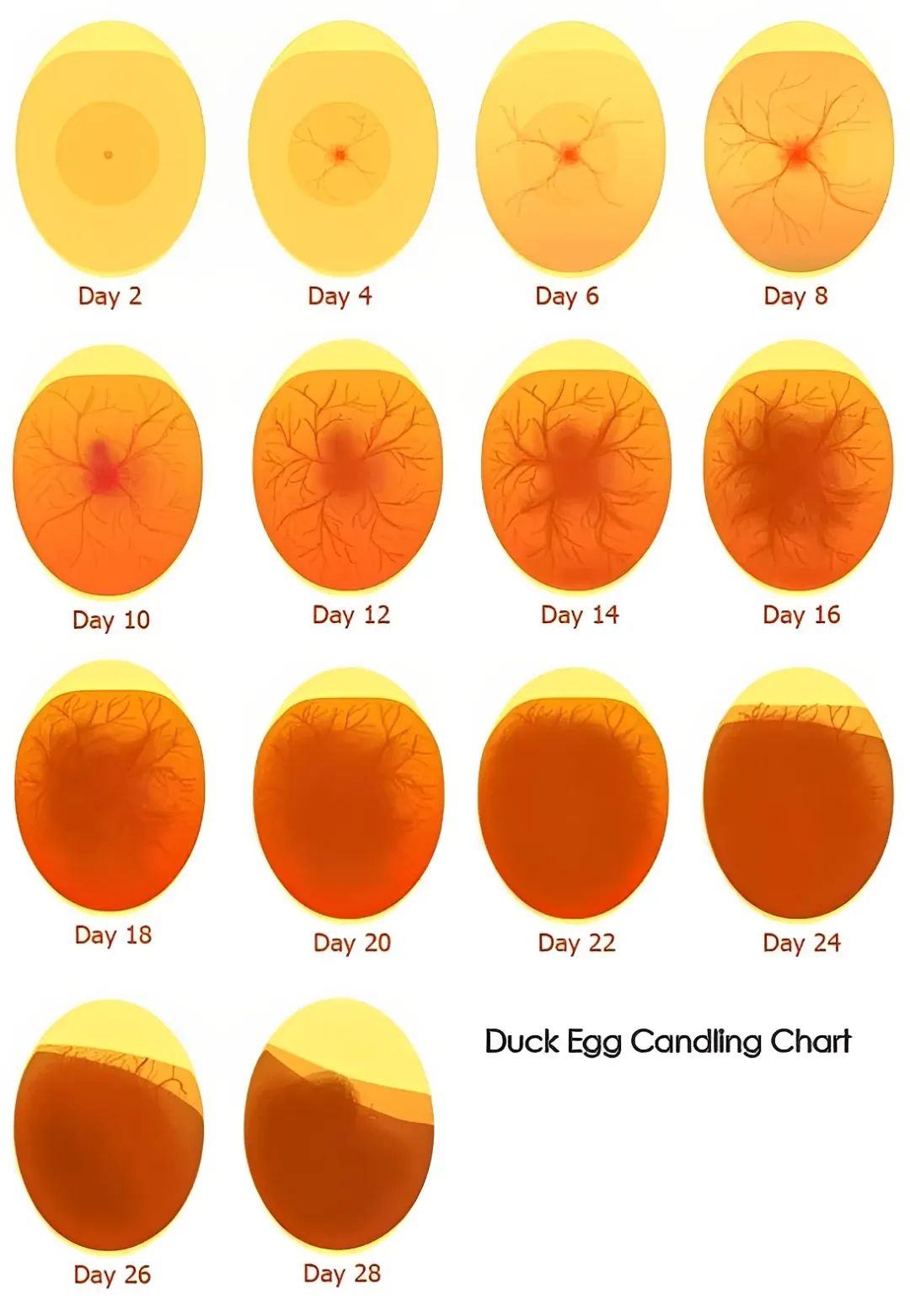 从鸡蛋到小鸡的21天!看懂鸡蛋胚胎发育全过程