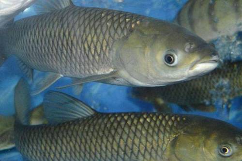 长沙钓友把钓获的草鱼养了6年,长到86公斤,有人报价15万收购