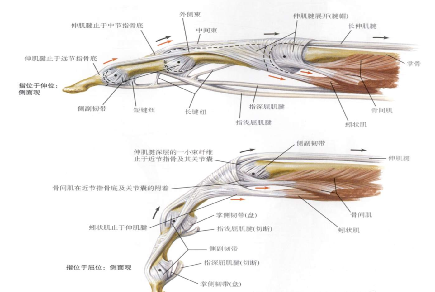 指屈肌腱解剖图图片