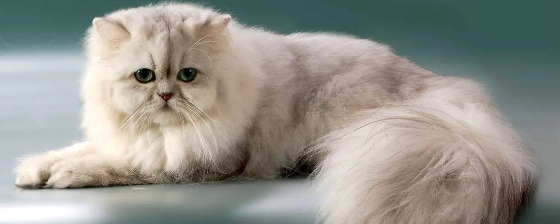 长毛猫是什么品种?