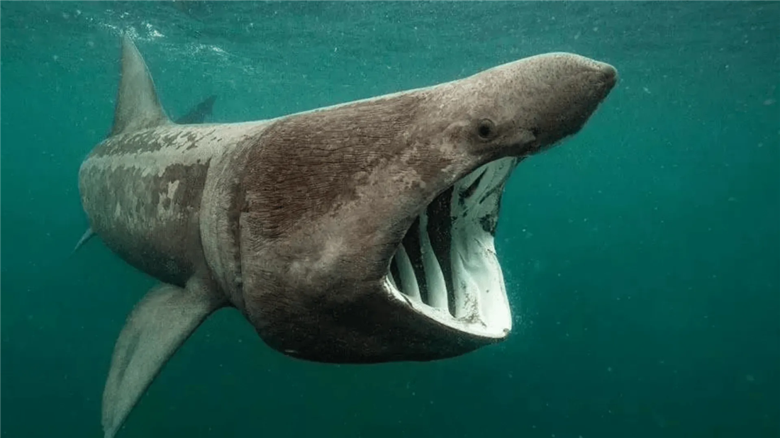 巨口鲨15米宽的大嘴很吓人,却常沦为抹香鲸的猎物