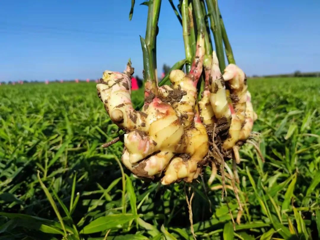 编导了解到,姜田积水除了姜地排水系统遭到破坏,土壤板结也是导致地块