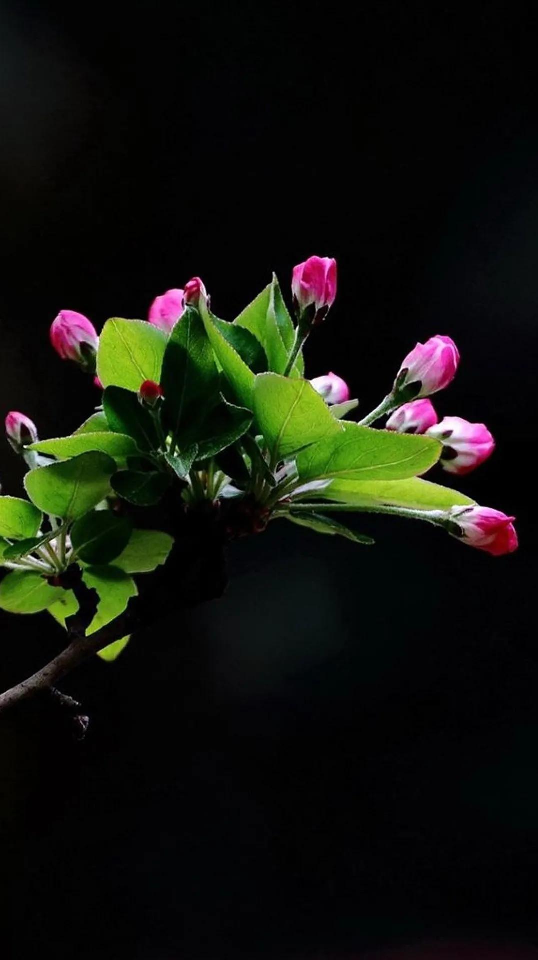 禅意壁纸,一花一世界,一叶一菩提