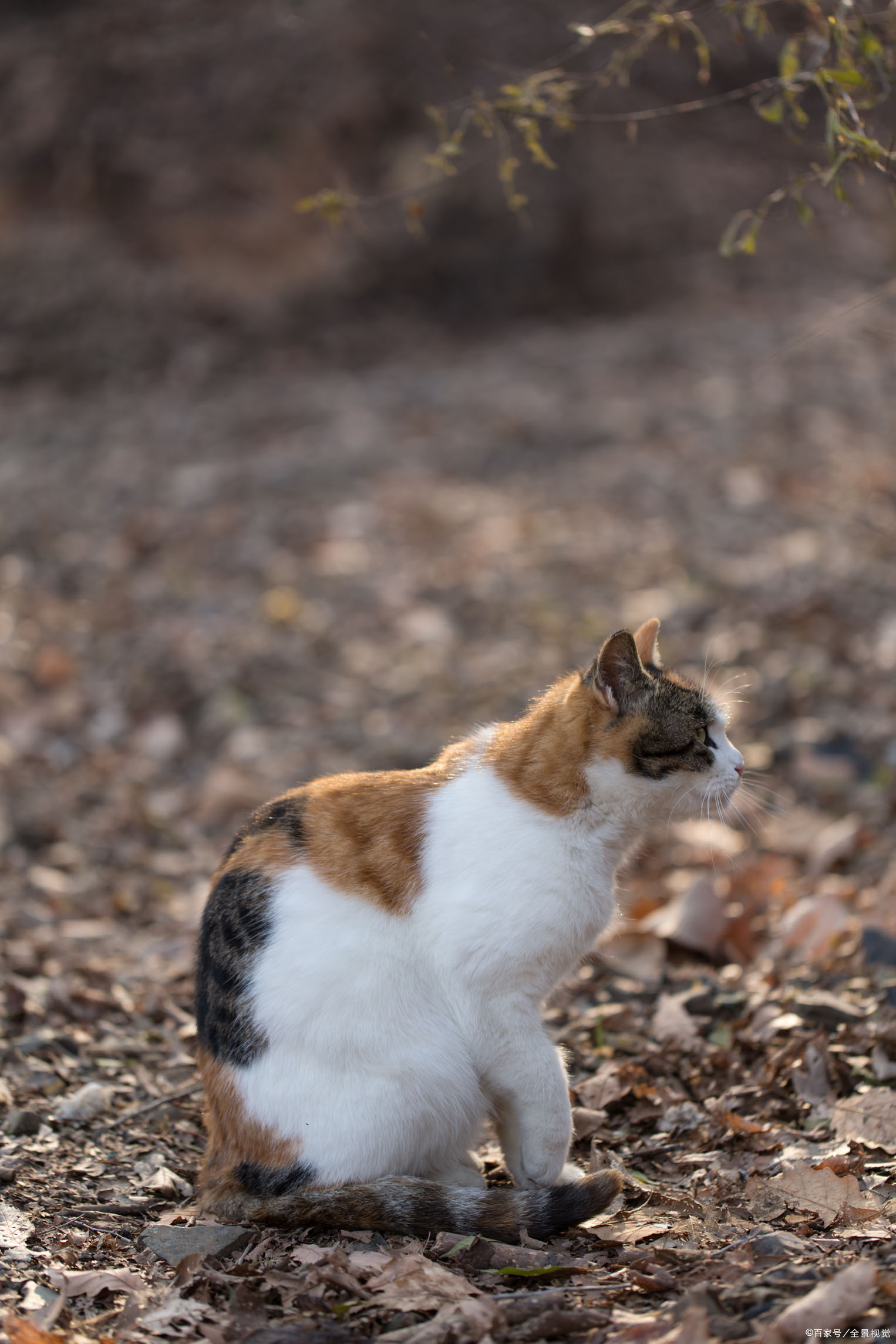 三花猫摄影作品图片