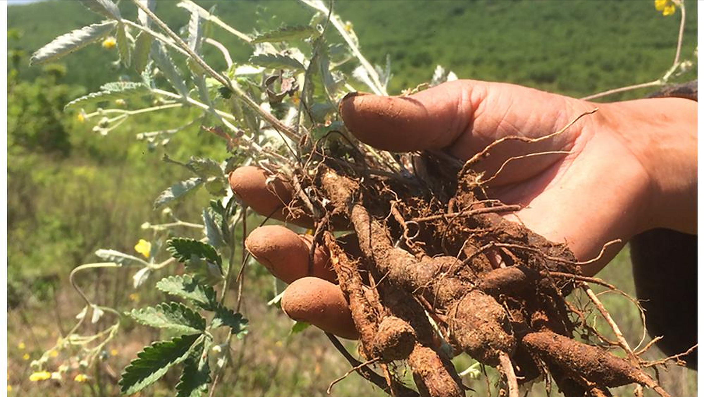 翻白草的根茎肥大,形状类似鸡腿,肉质饱满,色泽淡黄.