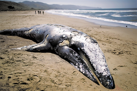 在沙漠遇到渴死的骆驼,为什么不能碰?如果碰了会发生什么?