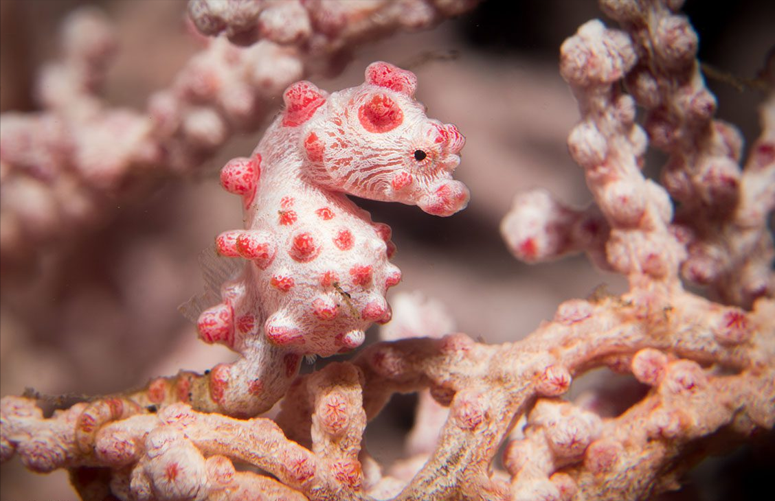 巴氏豆丁海马:都上了解刨台才第一次被人类认知到