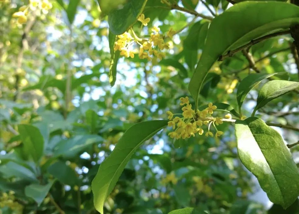 "八月桂九月香"