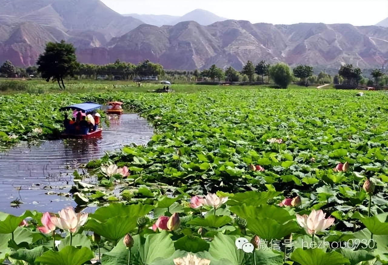 美图|永靖县太极岛湿地乐园