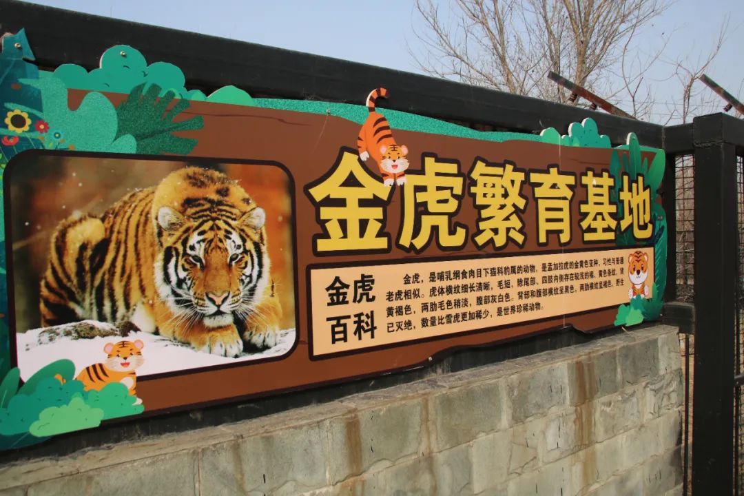 东营动物园(一):犀牛河马与老虎