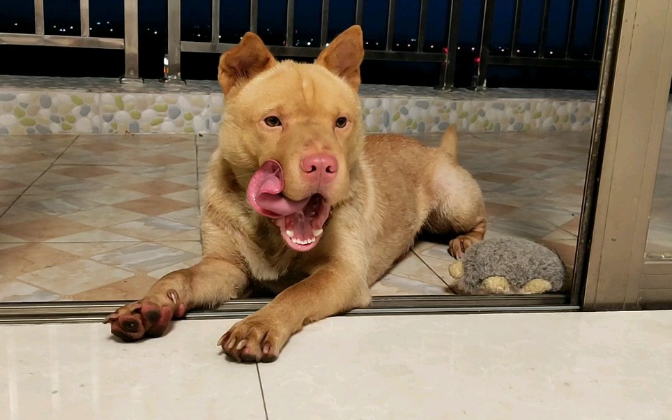 犬类世界中,忠诚是一种无可替代的美德.