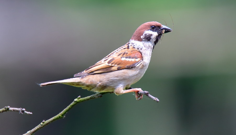 不会飞的小麻雀吃什么食物?