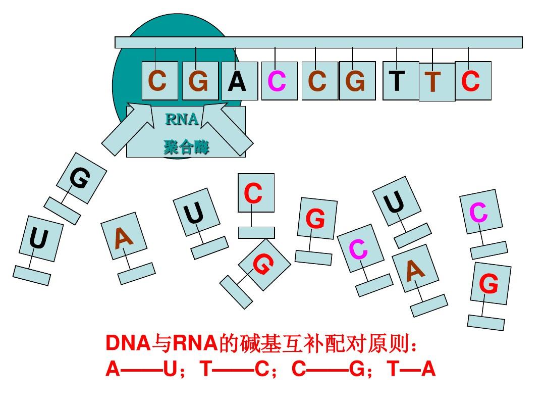 碱基配对图图片