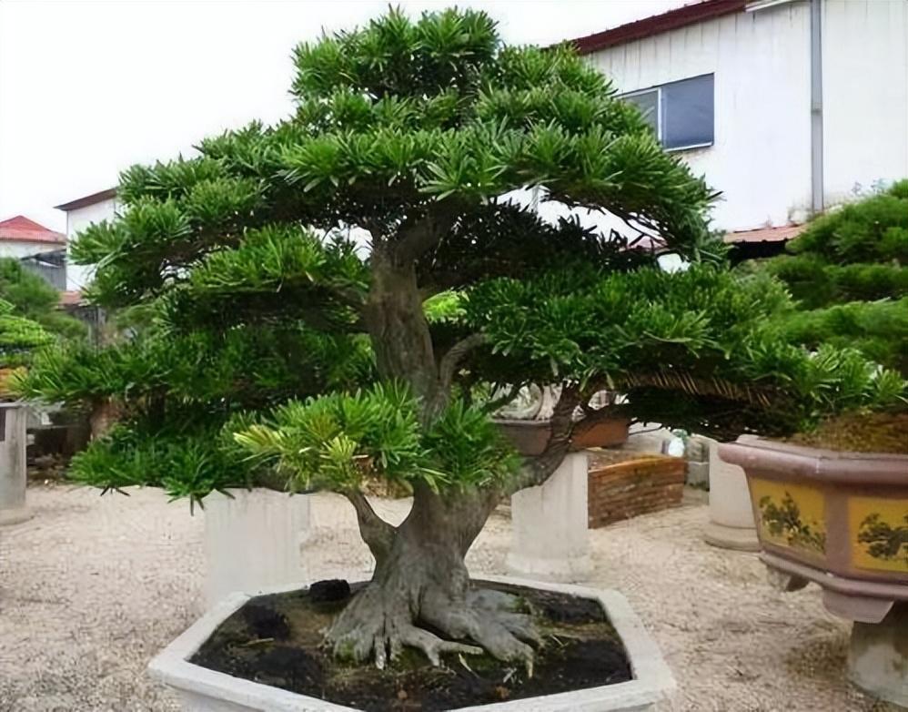 精品盆栽——罗汉松