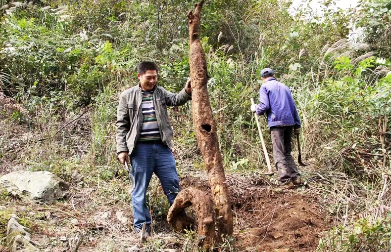 农村山上的野生葛根,正是采挖的季节,加工成粉100多元一斤