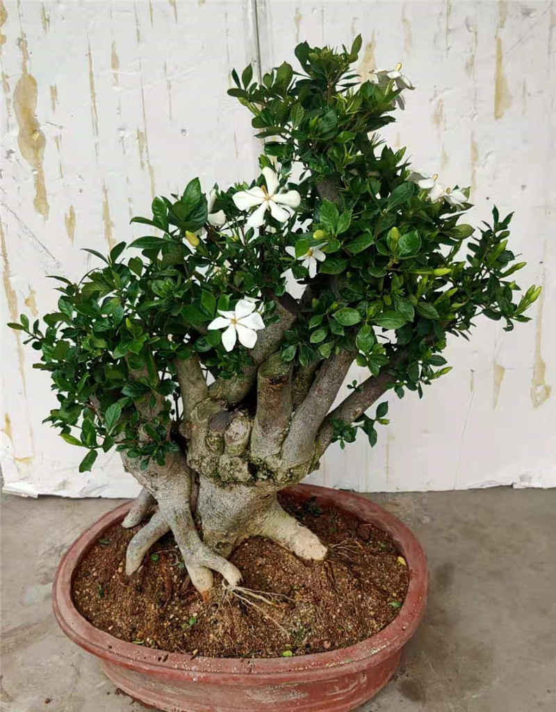 最长寿的15种花,门口能守100年,一棵值一万!