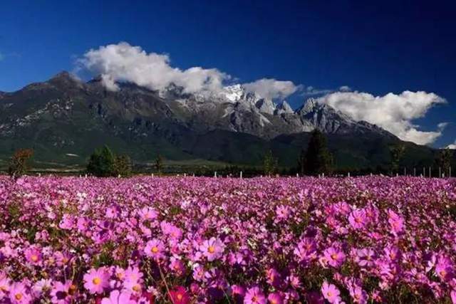 高原的格桑花,像高原军人一样,有一种生生不息的战斗精神