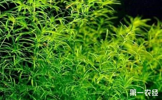 20厘米小鱼缸造景步骤_长30厘米鱼缸造景视频_20厘米小鱼缸造景图片