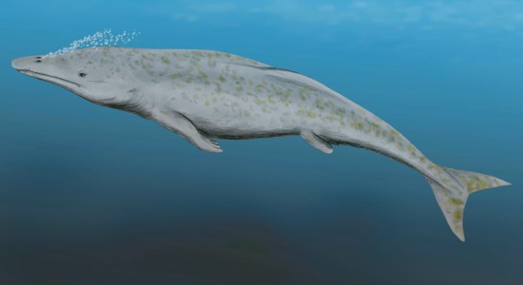 始祖鲸鱼图片