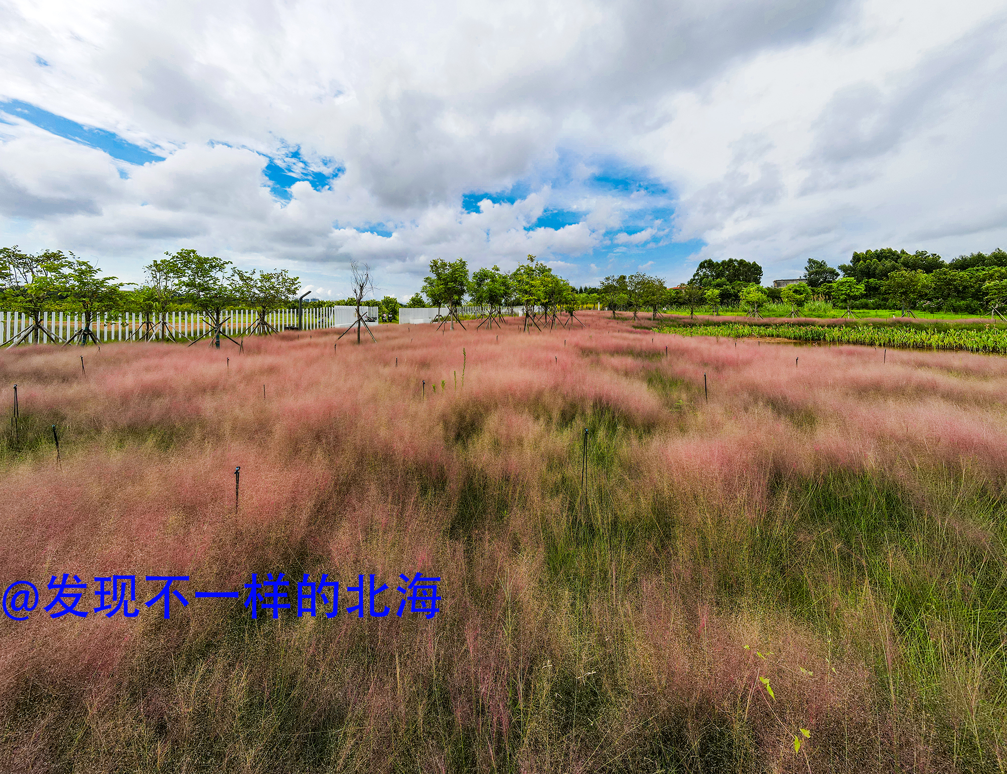 北海花海景点在哪图片