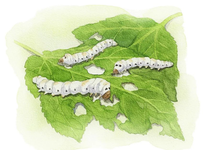 学习融合课程,轻松成为"养蚕达人"