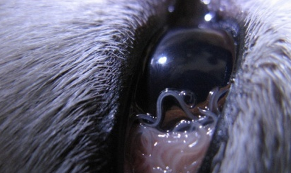 狗狗眼线虫症状图片
