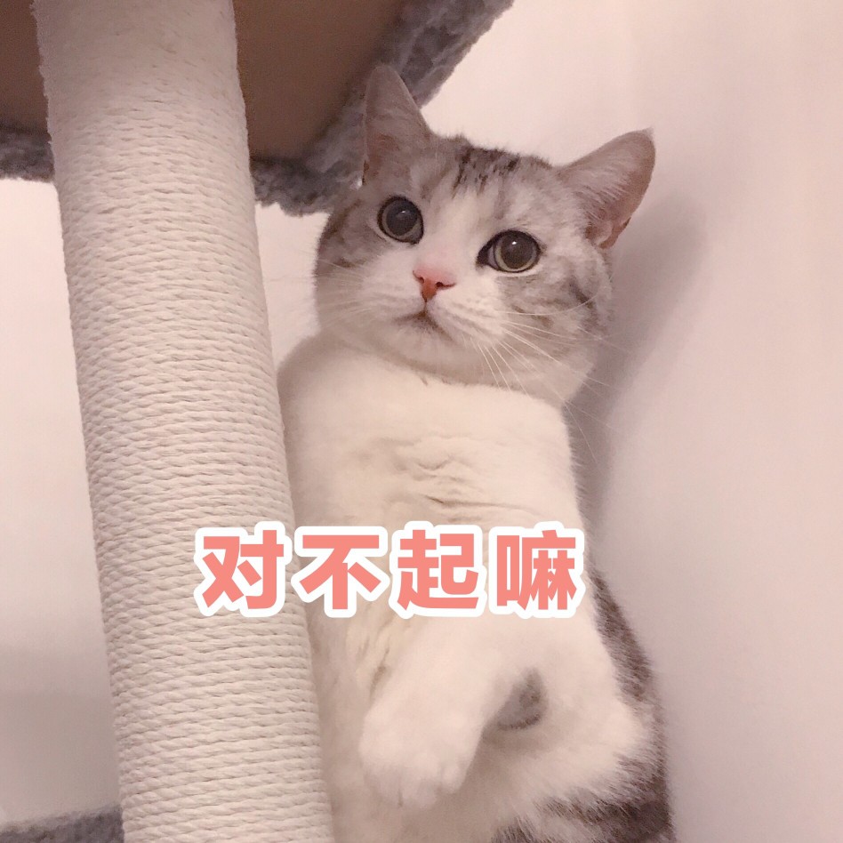 猫咪这几种行为竟是在"道歉,很多铲屎官还不知道