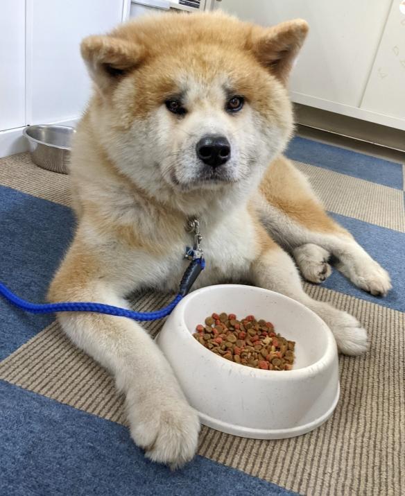 秋田犬虽然很帅气,但看完这6大"害处",你也不敢养