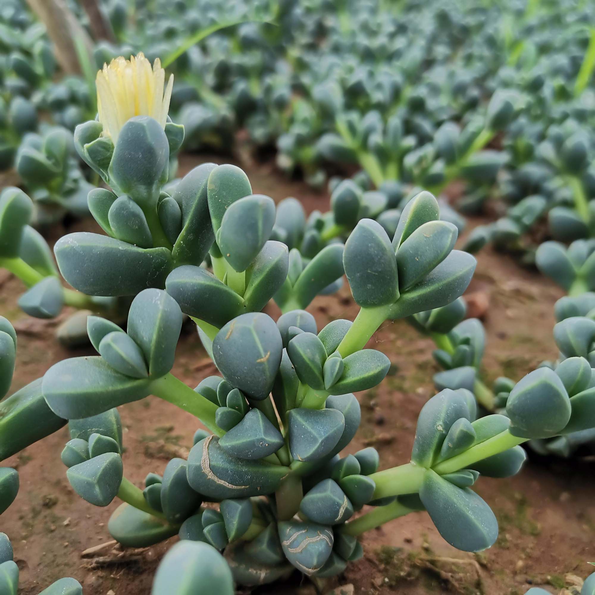 鹿角海棠跟碧玉莲酷似双胞胎,它俩不光叶片特点突出,开花也好看