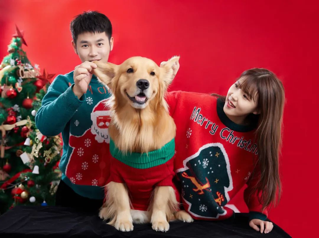 2000万网红"金毛路虎" 背后的故事