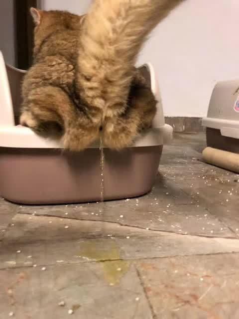 关于猫的"性"知识,别不好意思,对猫咪有益!