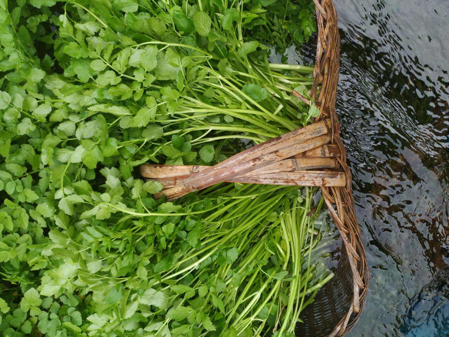 水沟边常见野芹菜,老人称强肾草,当野菜吃最香,只采茎叶不拔根