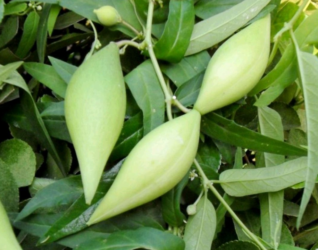 野生的地瓜瓜,俗称"羊奶瓜",儿时常作零食,竟不知它是一宝!