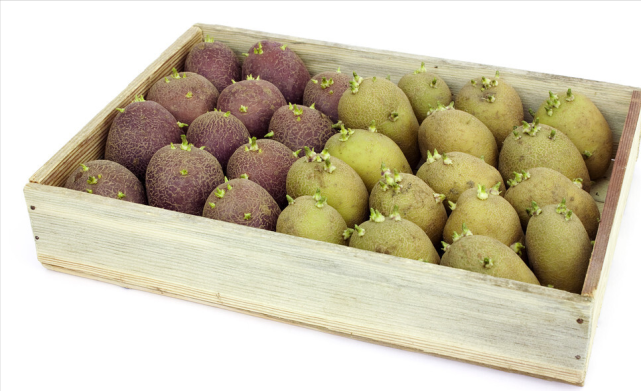 发芽的土豆,绿土豆还能吃吗?