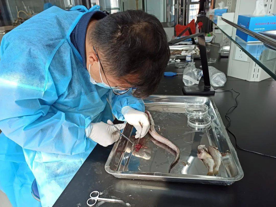 几十年前,大多数人肚子里都有蛔虫,为何现在很少听说过了?