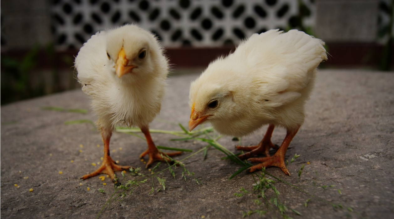 宠物小鸡怎么洗澡?