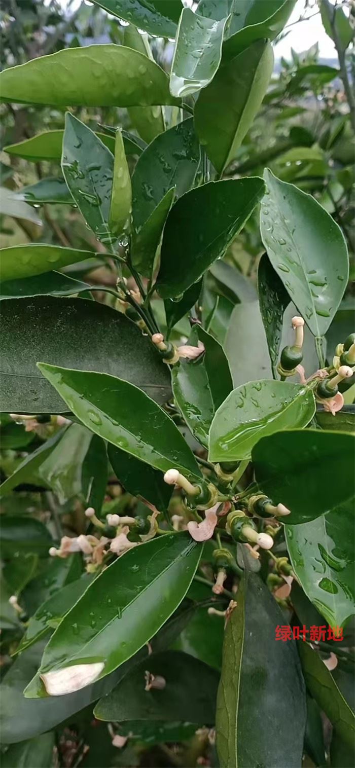 卡拉红肉脐橙,用对营养方案小果青得很好